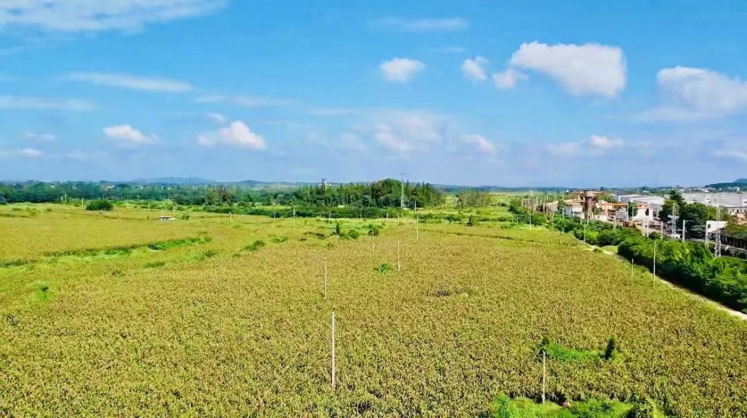 白菜网2025体验金无需申请